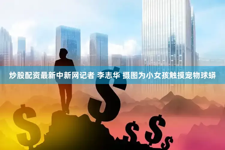 炒股配资最新中新网记者 李志华 摄图为小女孩触摸宠物球蟒